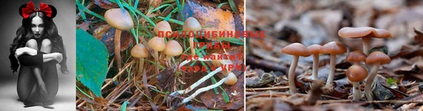 сатива Армянск